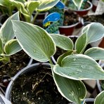 Funkia (Hosta plantaginea) ´SUGAR DADDY´ - výška 10-15 cm, kont. C1L